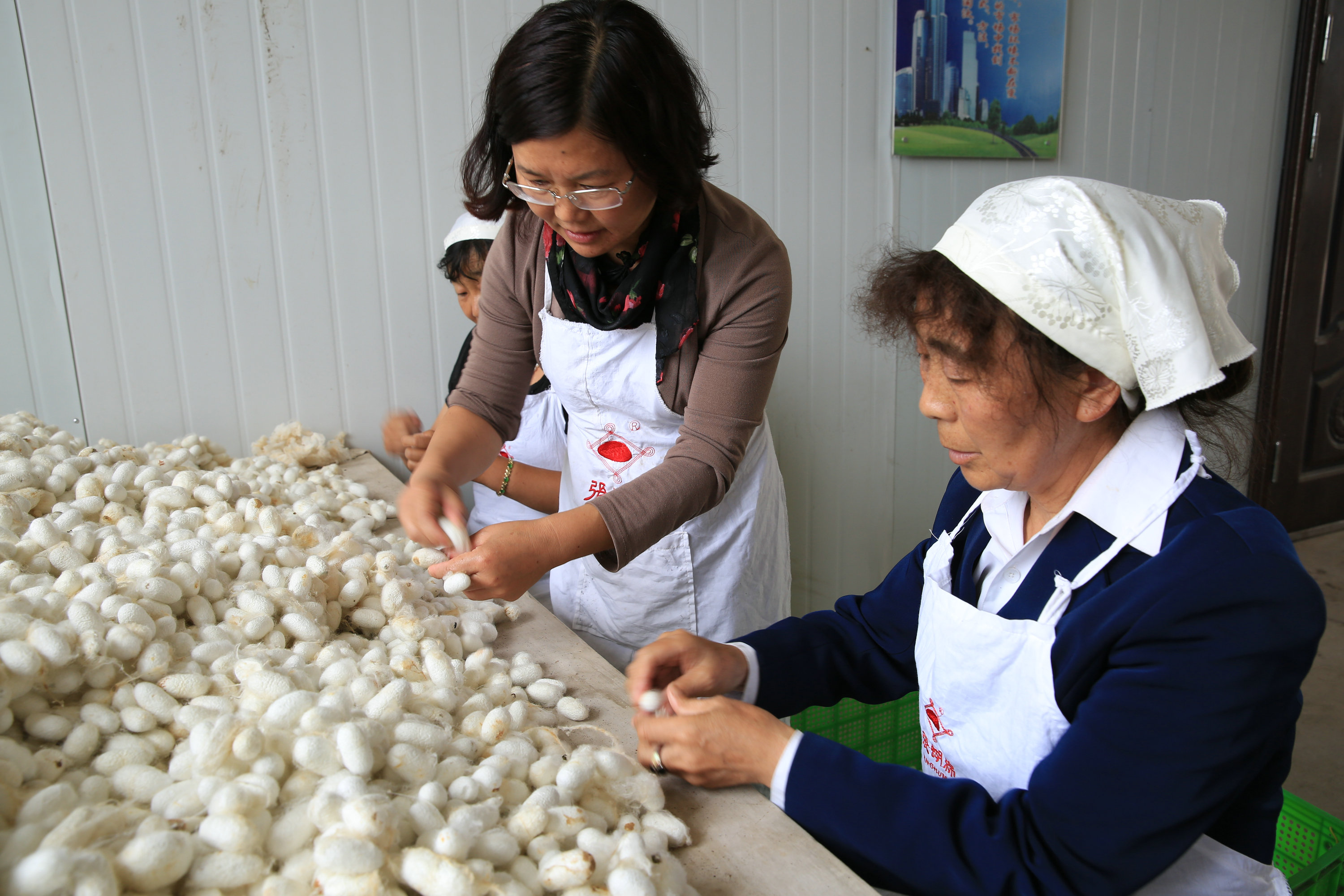 張蝴綿制作技藝工序之選繭（熊偉攝）